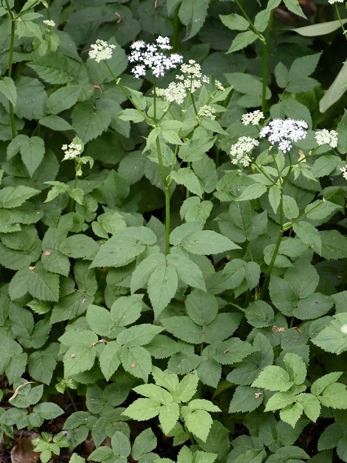 Weeds with Small White Flowers