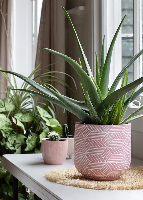 Indoor Plants that Like Direct Sunlight