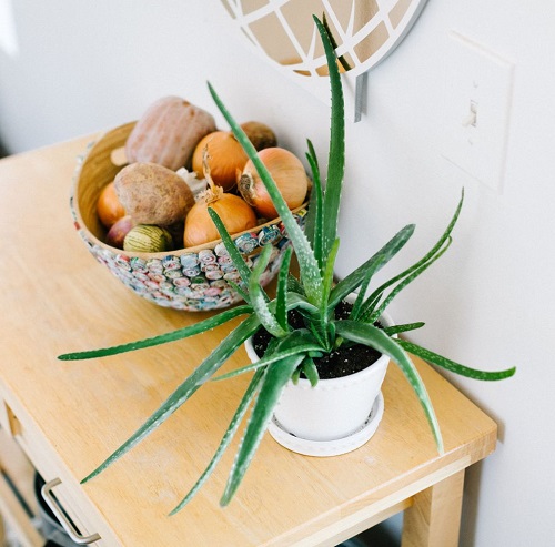 Indoor Plants You Can Eat