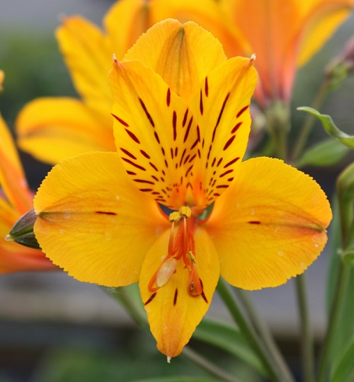 Beautiful Alstroemeria Inca flower