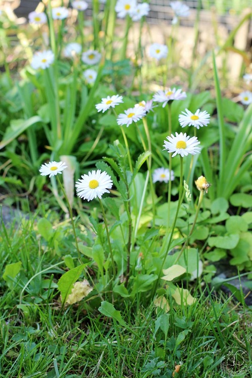 Bellis perennis - White Flowers