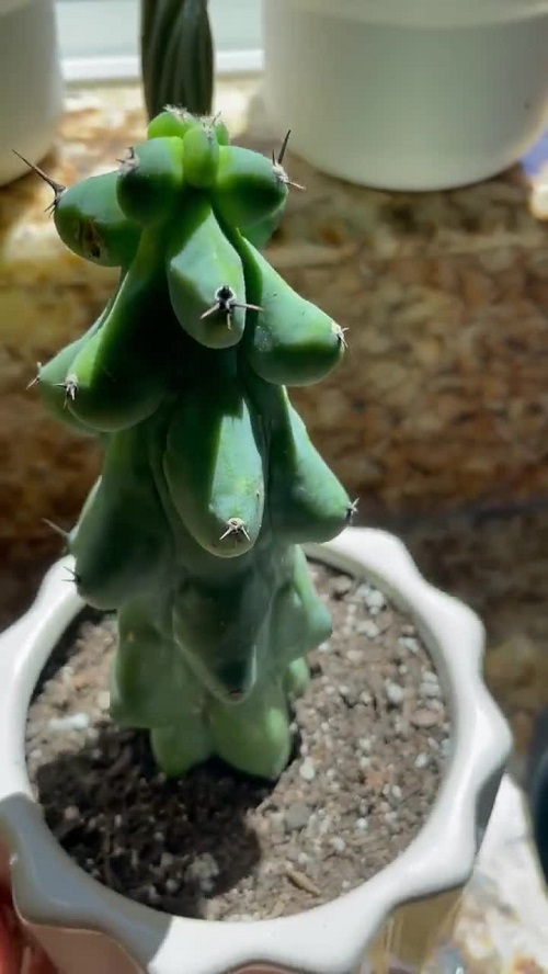 Cactus that Looks like Boobs
