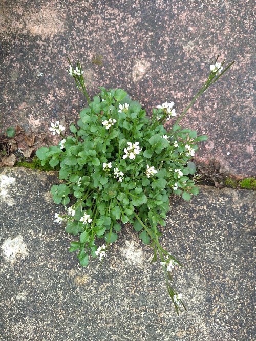 Cardamine hirsuta - Beautiful Weeds with Small White Flowers