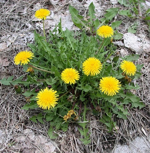 Weeds That Remind Them of Marigold Leaves 1