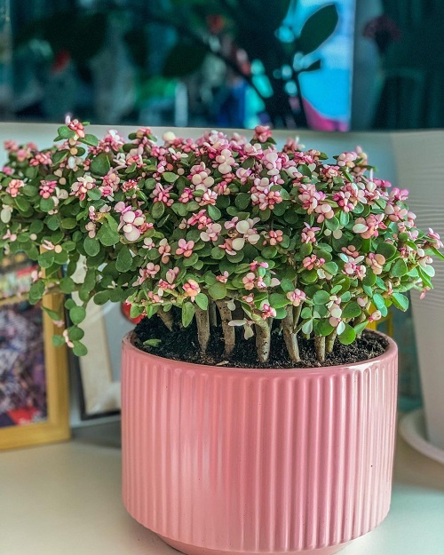 Beautiful Plants with Pink Flowers