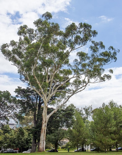 Tall Eucalyptus grandis