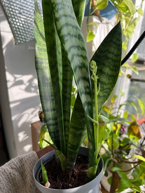 how to get a snake plant to bloom