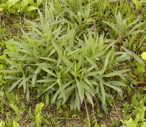 Weeds That Look Like Marigold Leaves 