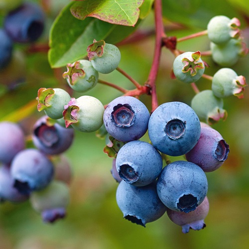 Look Like Blueberries 6