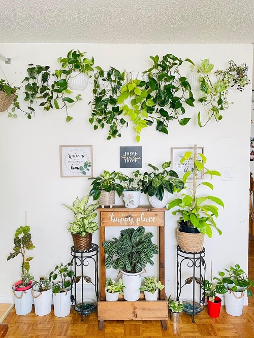 Vine Plant Display
