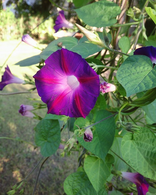 Ipomoea spp. Flower Seeds You Can Just Throw On the Ground And They 