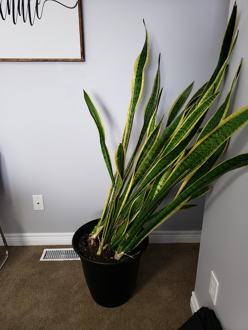 Leaning Posture of Snake Plant