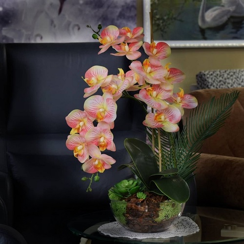Indoor Flowering moth orchids Tropical Plants