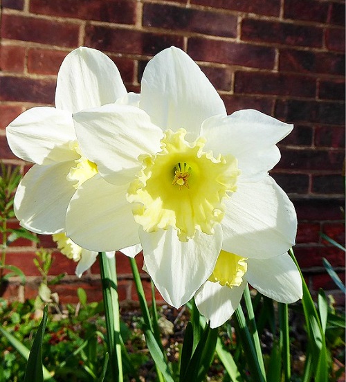 Beautiful Narcissus ‘Mount Hood’