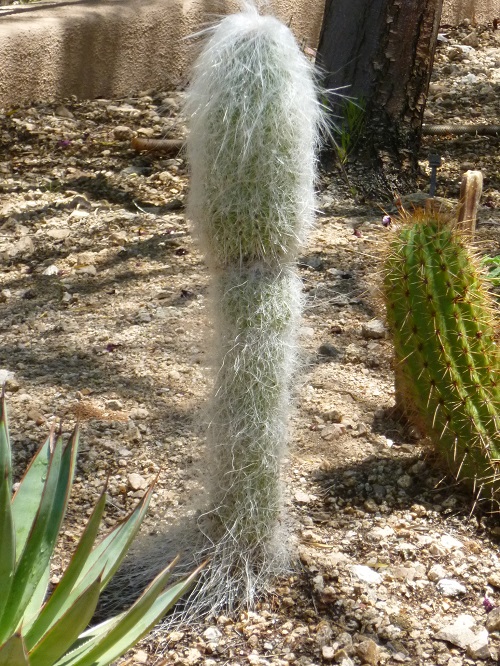 Cactus that Looks like Old Lady