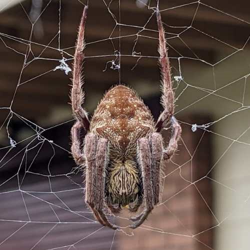 Araneidae - Spider that Look Like Tree Bark