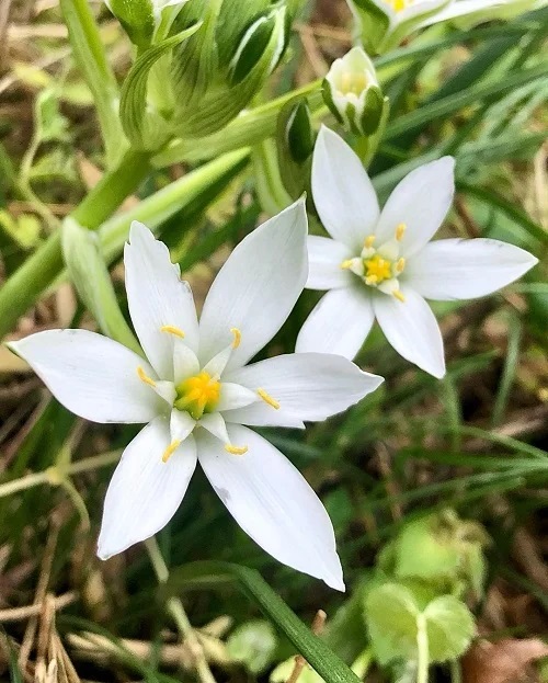 6 Petal White Flowers - Ornithogalum umbellatum