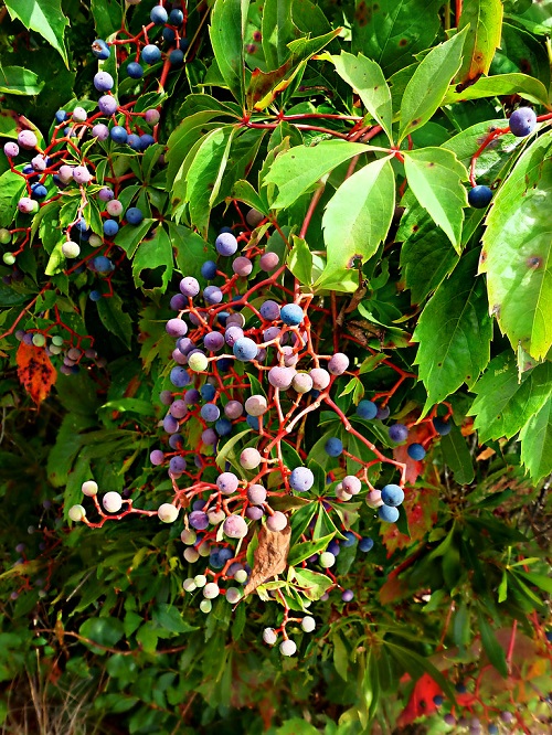 Look Like Blueberries 14