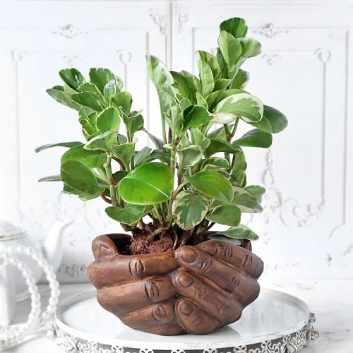 Peperomia Plant hand stand Display Ideas