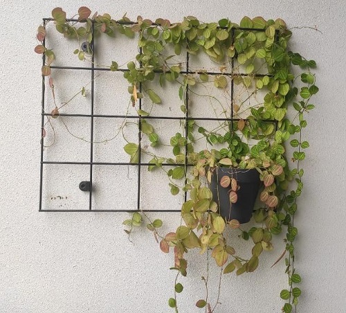 Peperomia Plant wire Display Ideas