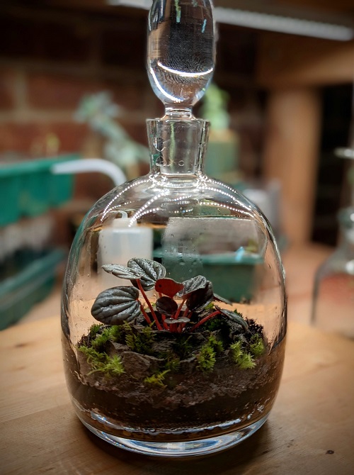 Peperomia Plant Display glass Ideas