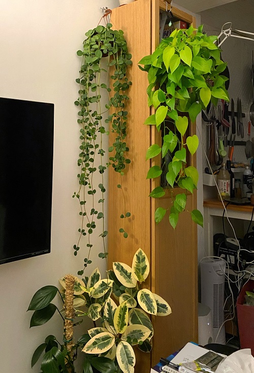 Peperomia Plant cabinet Display Ideas
