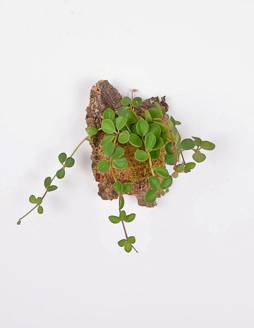 Peperomia Plant wooden Display Ideas 1