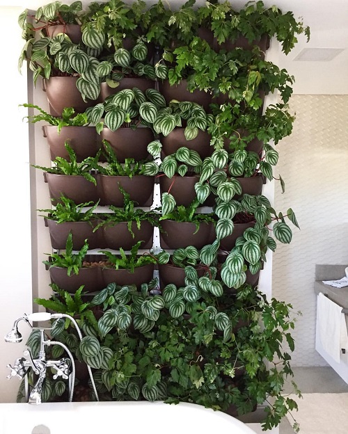 Peperomia Plant wall Display Ideas