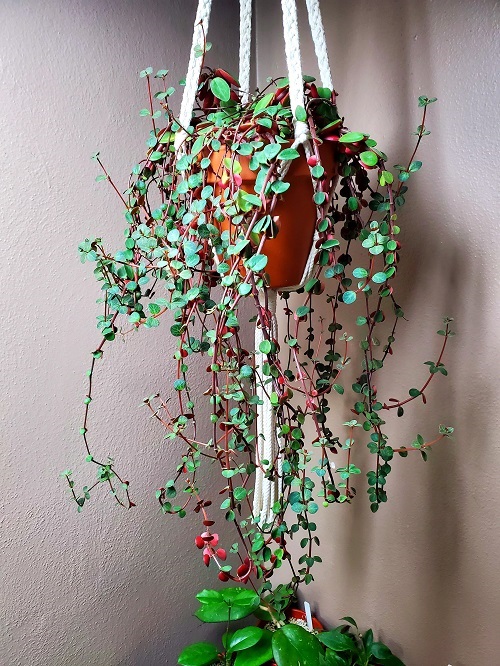 Peperomia Plant Rope hanging Display Ideas