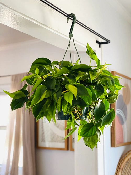 philodendron in hanging basket