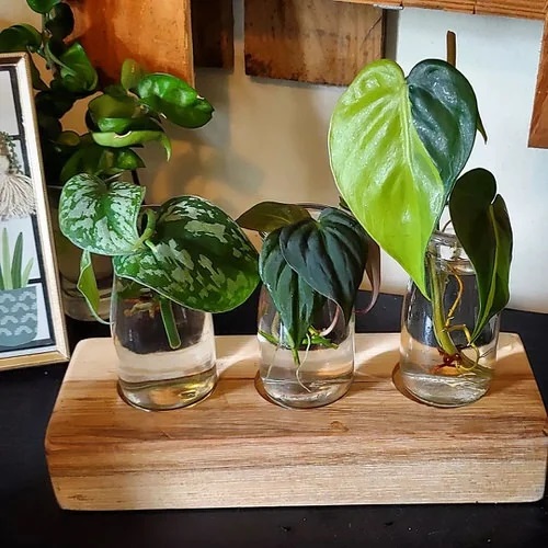 Beautiful Philodendron that Grow Easily in Water