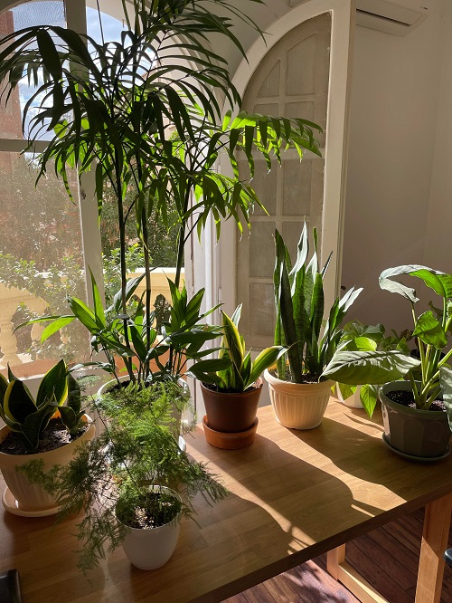 Imbalanced Sunlight To Kill Your Houseplants 