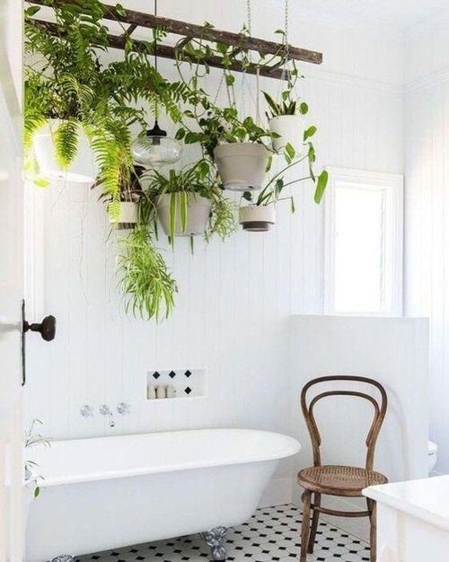 Plants near Shower ideas