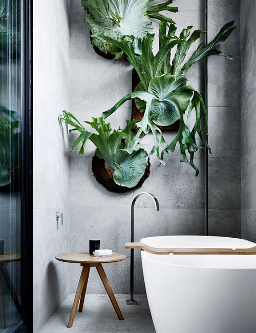 shower plant ideas