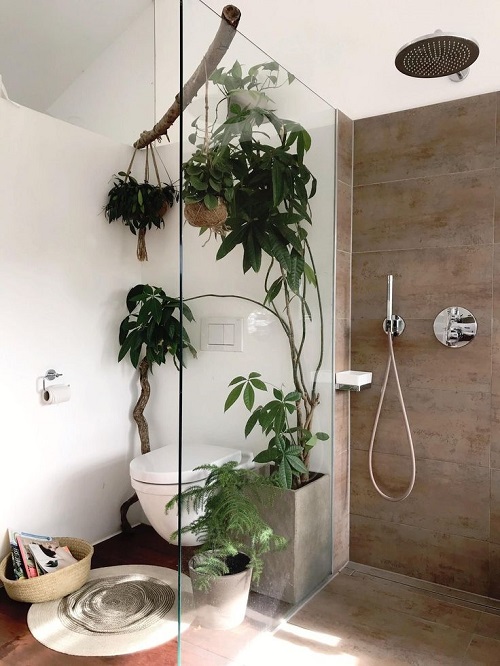 Plants in Shower room