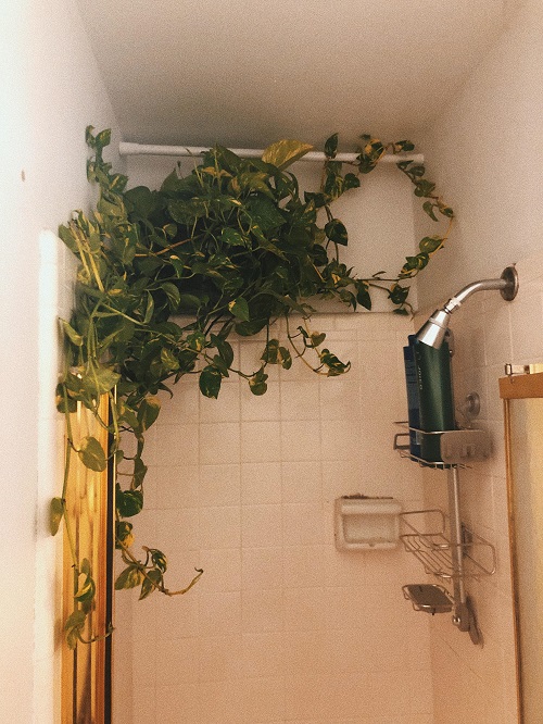  Beautiful Plants in Shower 8