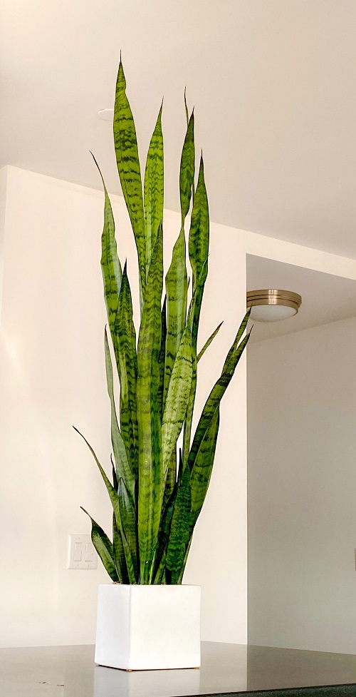 Quick Tips To Grow Tall Snake Plants 10