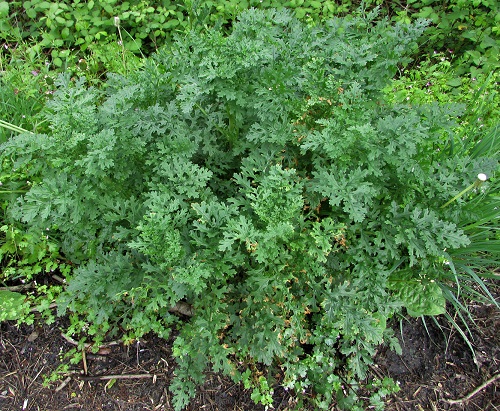 Weeds With Leaves Resembling Marigolds 