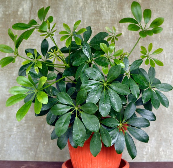 7 leaf Houseplants 1