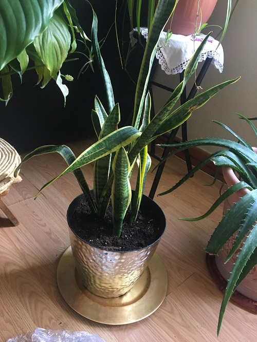 Signs Of A Dying Snake Plant