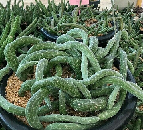 Snake Cactus