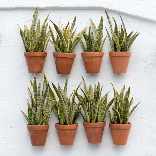 showcasing snake plants and inspiring snake plant wall ideas