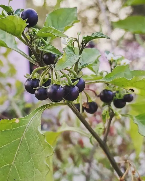 Look Like Blueberries 12