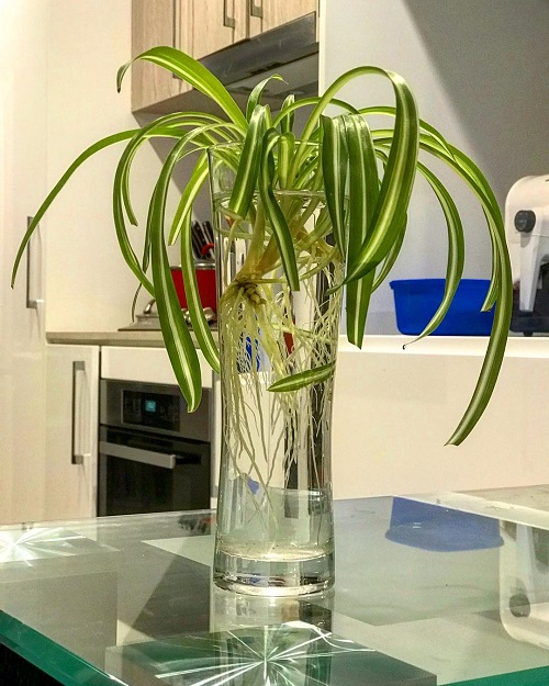 Spider Plant in Water