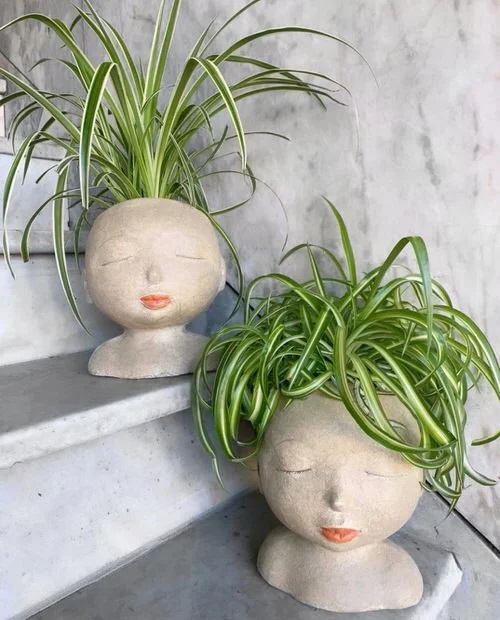  Spider plant display face planter