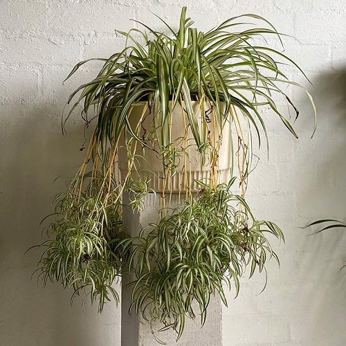 Ideas for a  spider plant display