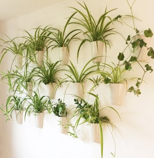 Ideas for a spider plant display 1