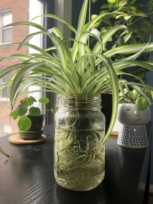 mason jar Ideas for a spider plant display