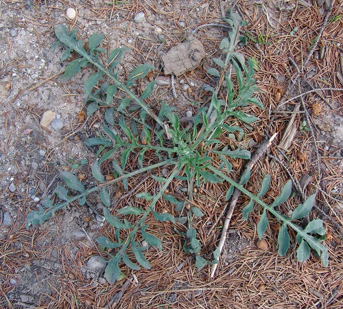 The weeds With Leaves Similar to Marigolds 2