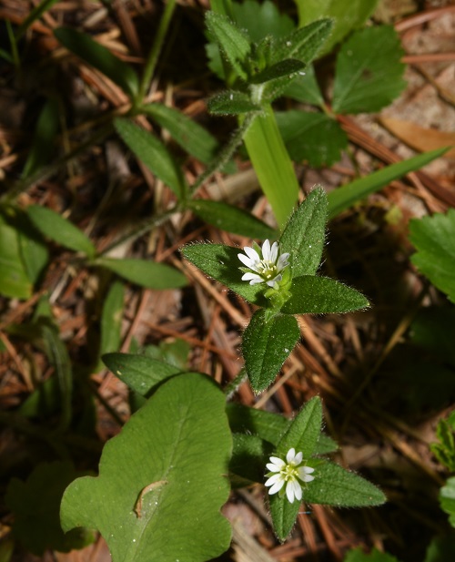 Stellaria media - Beautiful Weeds with Small White Flowers